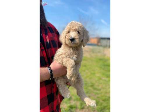ORJİNAL F2 LABRADOODLE YAVRULARIMIZ