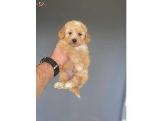 ORJİNAL MALTİPOO YAVRULARIMIZ