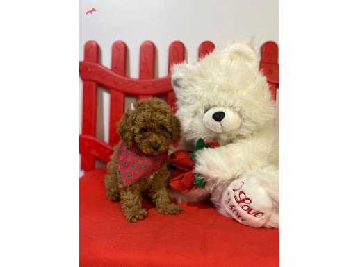 ORJİNAL TOY POODLE YAVRULARIMIZ