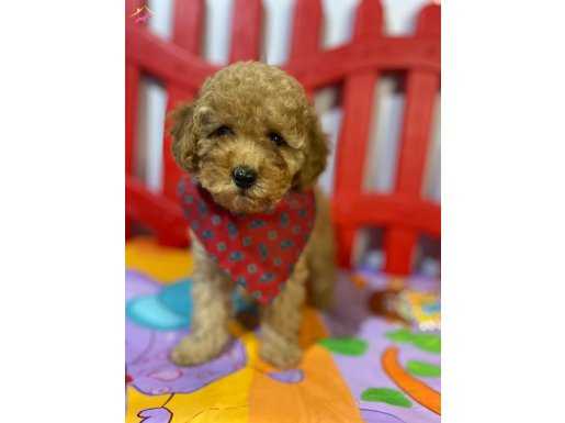 TOY POODLE YAVRULARIMIZ