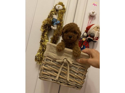 RED TOY POODLE YAVRULARIMIZ