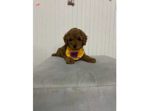 TOY POODLE YAVRULARIMIZ