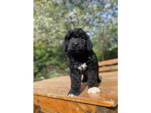 BERNEDOODLE YAVRULAR