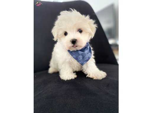 ORJİNAL MALTESE TERRİER YAVRULARIMIZ