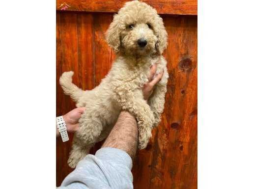 ÖZEL IRK LABRADOODLE YAVRULARIMIZ