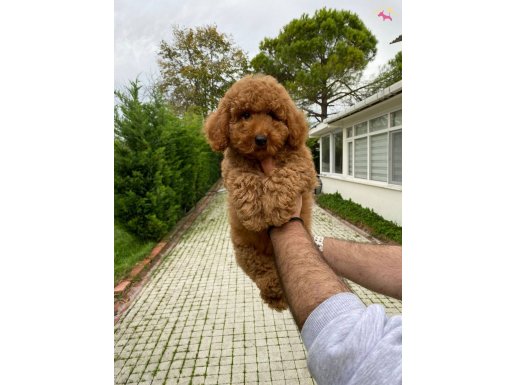 RED DİŞİ TOY POODLE