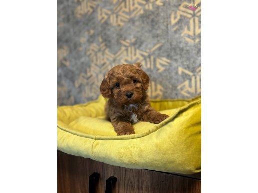 SEVİMLİ MALTİPOO YAVRULARIMIZ