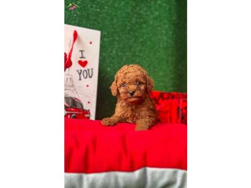 SEVİMLİ POODLE YAVRULARIMIZ