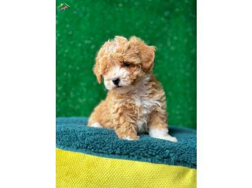 SEVİMLİ MALTİPOO YAVRULARIMIZ