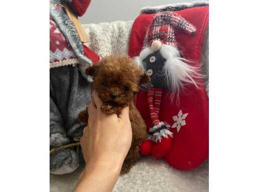 ORJİNAL TEACUP POODLE YAVRUMUZ