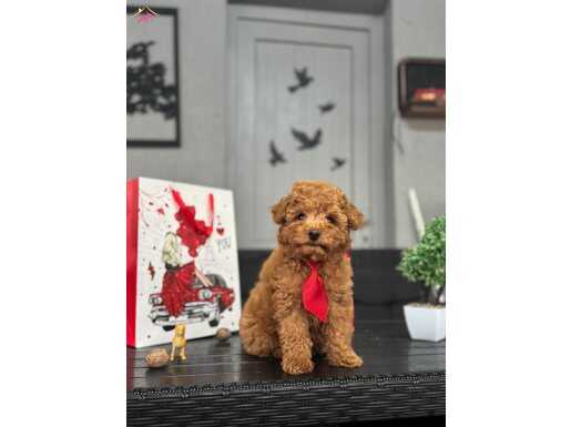 OYUNCU TOY POODLE YAVRULARIMIZ