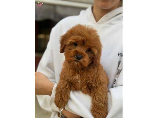 HARİKA MALTİPOO YAVRULARIMIZ