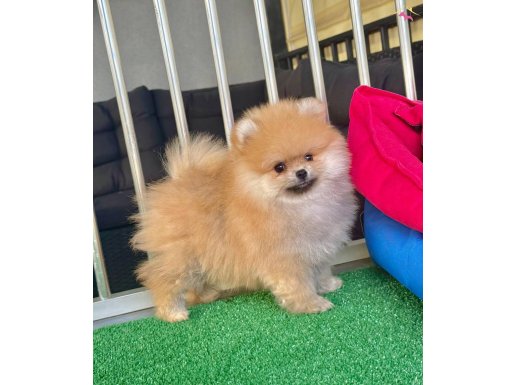 ORJİNAL POMERANİAN BOO YAVRULARIMIZ