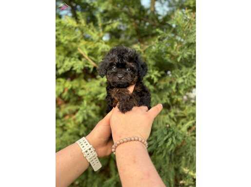 SİYAH İNCİ TOY POODLE YAVRULARIMIZ