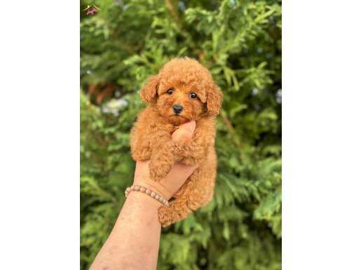 OYUNCU TOY POODLE YA RILARIMIZ