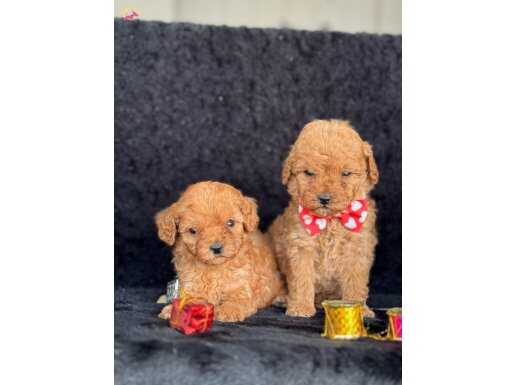 MİNİ BOY POODLE YAVRULARIMIZ
