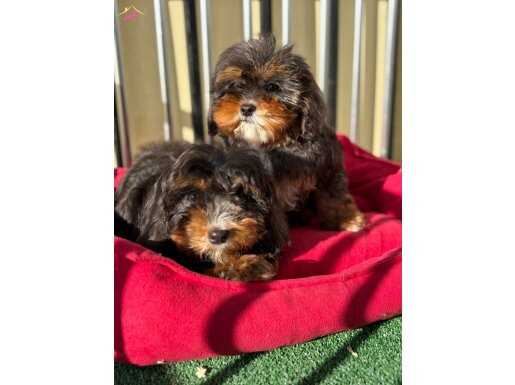 HARİKA CAVAPOO YAVRULARIMIZ