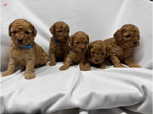 KALİTELİ TOY POODLE YAVRULARIMIZ