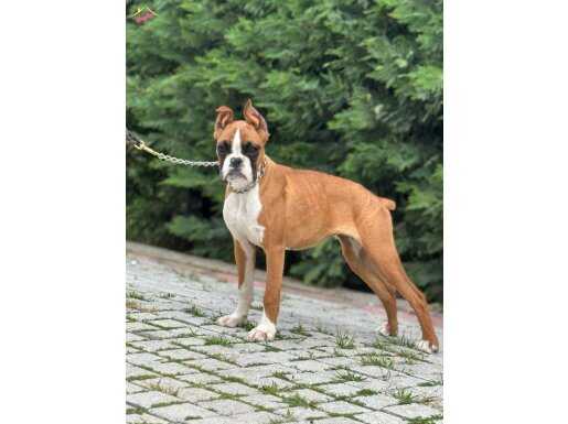 SHOW KALİTE BOXER YAVRUMUZ