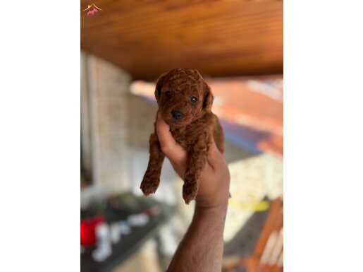 KALİTELİ TOY POODLE YAVRULARIMIZ