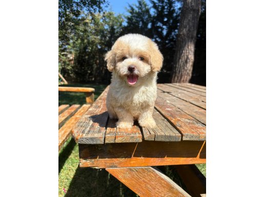 SHOW KALİTE MALTİPOO YAVRULARIMIZ