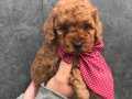 SEVİMLİ POODLE YAVRULARIMIZ