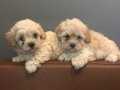 MALTİPOO YAVRULARIMIZ
