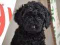 MÜKEMMEL SİYAH POODLE YAVRULARIMIZ