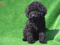 SİYAH İNCİ TOY POODLE YAVRULARIMIZ