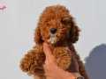 KIZIL TOY POODLE YAVRUMUZ
