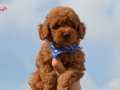 ORJİNAL TOY POODLE YAVRUMUZ