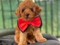 RED TOY POODLE YAVRULARIMIZ