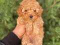 SEVİMLİ TOY POODLE YAVRUMUZ