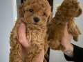 TOY POODLE BEBEKLER HAZIR