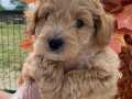 SEVİMLİ MALTİPOO YAVRUMUZ