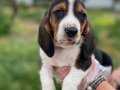 ORJİNAL BASSET HOUND YAVRUMUZ