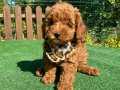 RED BROWN DİŞİ TOY POODLE YAVRUMUZ