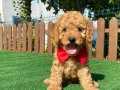SEVİMLİ TOY POODLE YAVRULARIMIZ