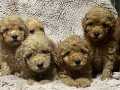 HARİKA POODLE YAVRULARIMIZ