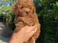 DİŞİ ERKEK ORJİNAL TOY POODLE YAVRULARIMIZ