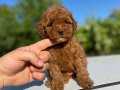 ORJİNAL TOY POODLE YAVRULARIMIZ