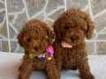 ORJİNAL RED BROWN TOY YAVRULARIMIZ