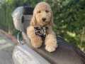 HARİKA LABRADOODLE YAVRUMUZ