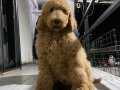 HARİKA LABRADOODLE YAVRUMUZ