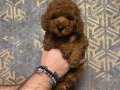 RED BROWN POODLE YAVRUMUZ