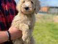 ORJİNAL F2 LABRADOODLE YAVRULARIMIZ