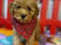 TOY POODLE YAVRULARIMIZ