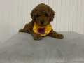 TOY POODLE YAVRULARIMIZ