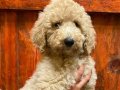 ÖZEL IRK LABRADOODLE YAVRULARIMIZ