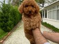 RED DİŞİ TOY POODLE